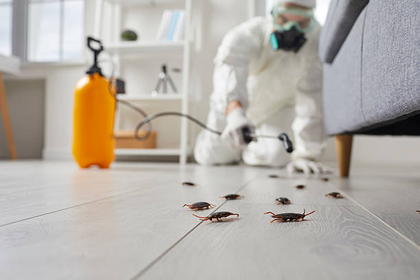 Commercial Rodent Management in Quincy